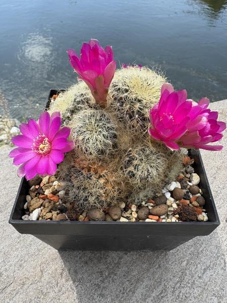 Sulcorebutia patriciae